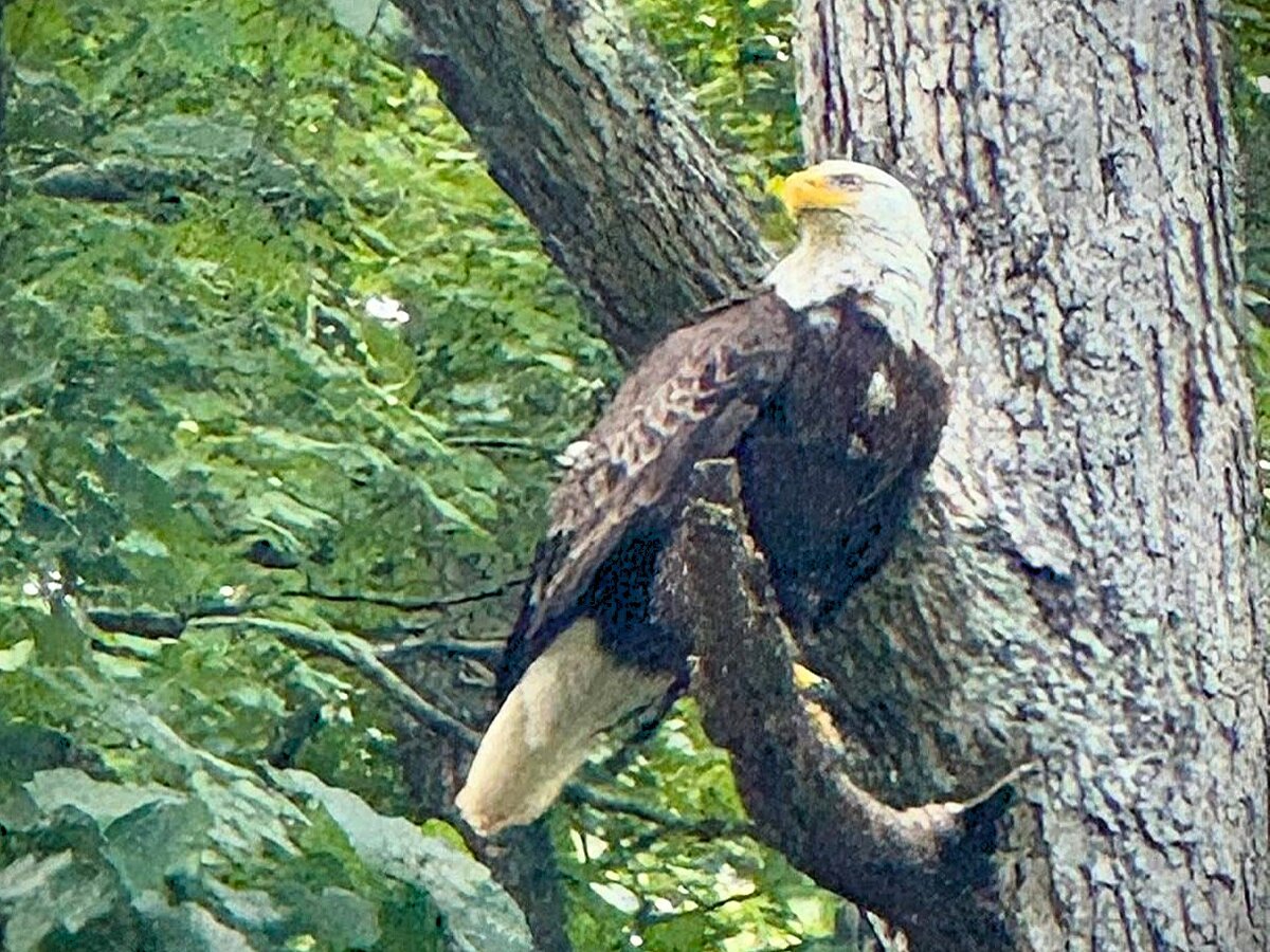 Wildlife
