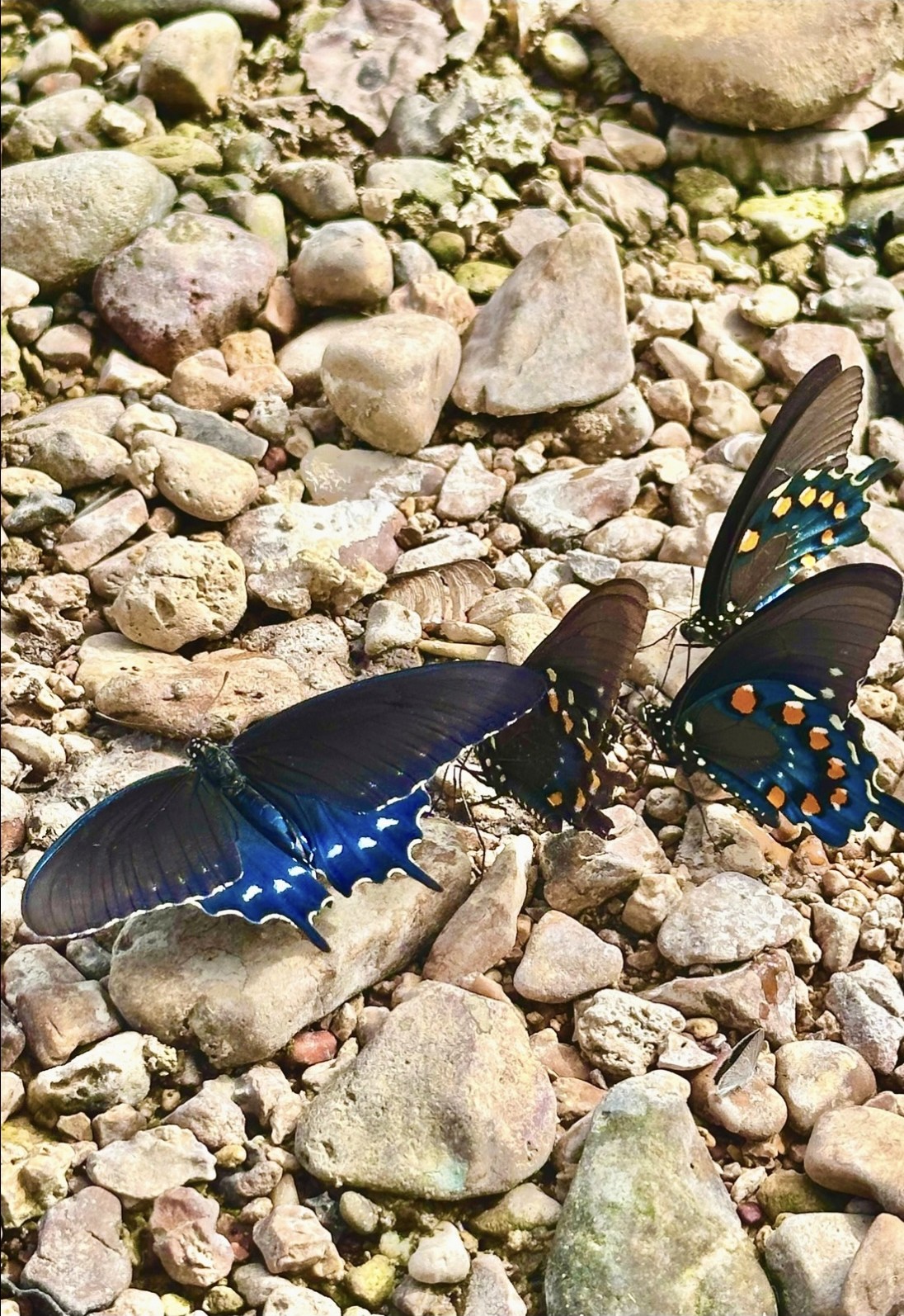 Pipevine swallowtail butterflies gathered on the gravel bar