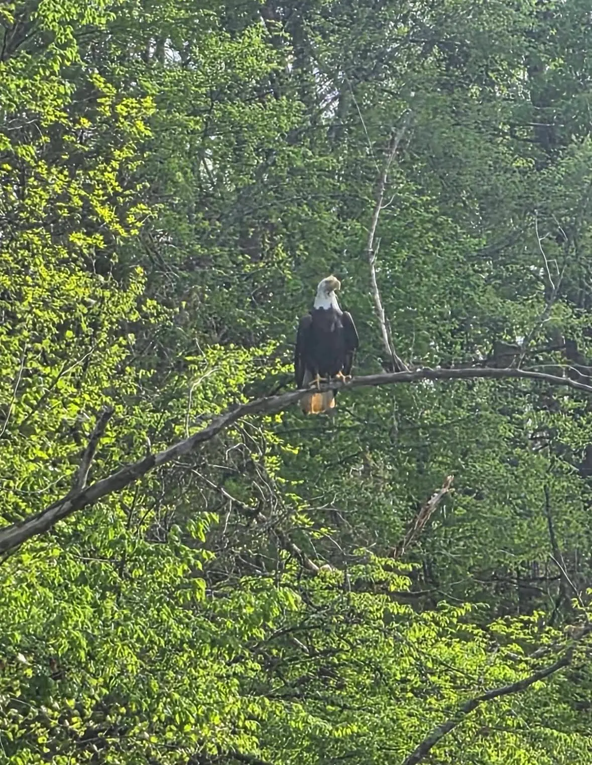 Bald eagle perched above the Buffalo River