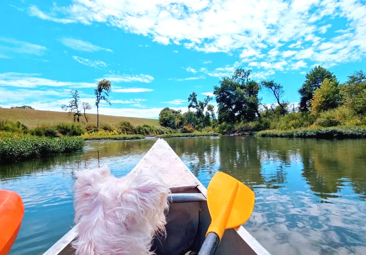 A dog riding in a canoe on the Buffalo River