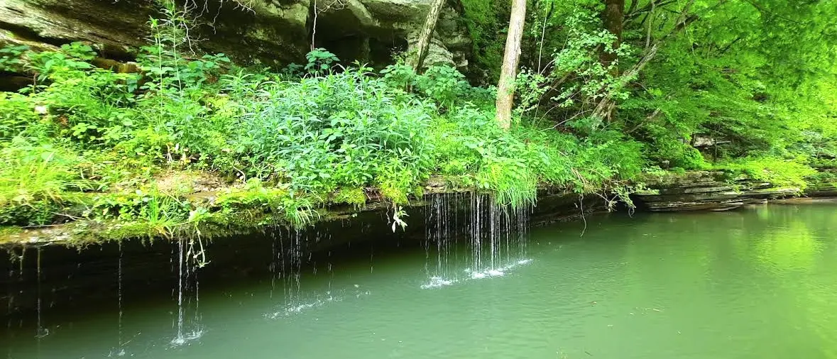 Water trickling from a mossy Buffalo River bluff