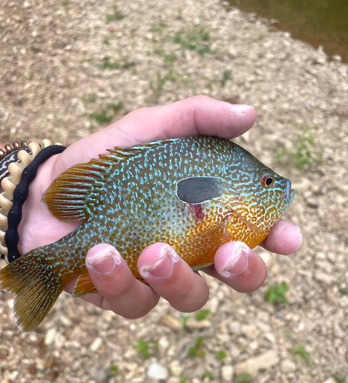 Colorful sunfish caught along the river