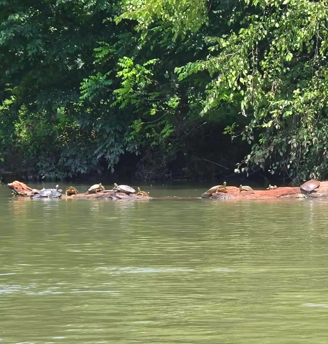 Turtles sunning on a log in the Buffalo River